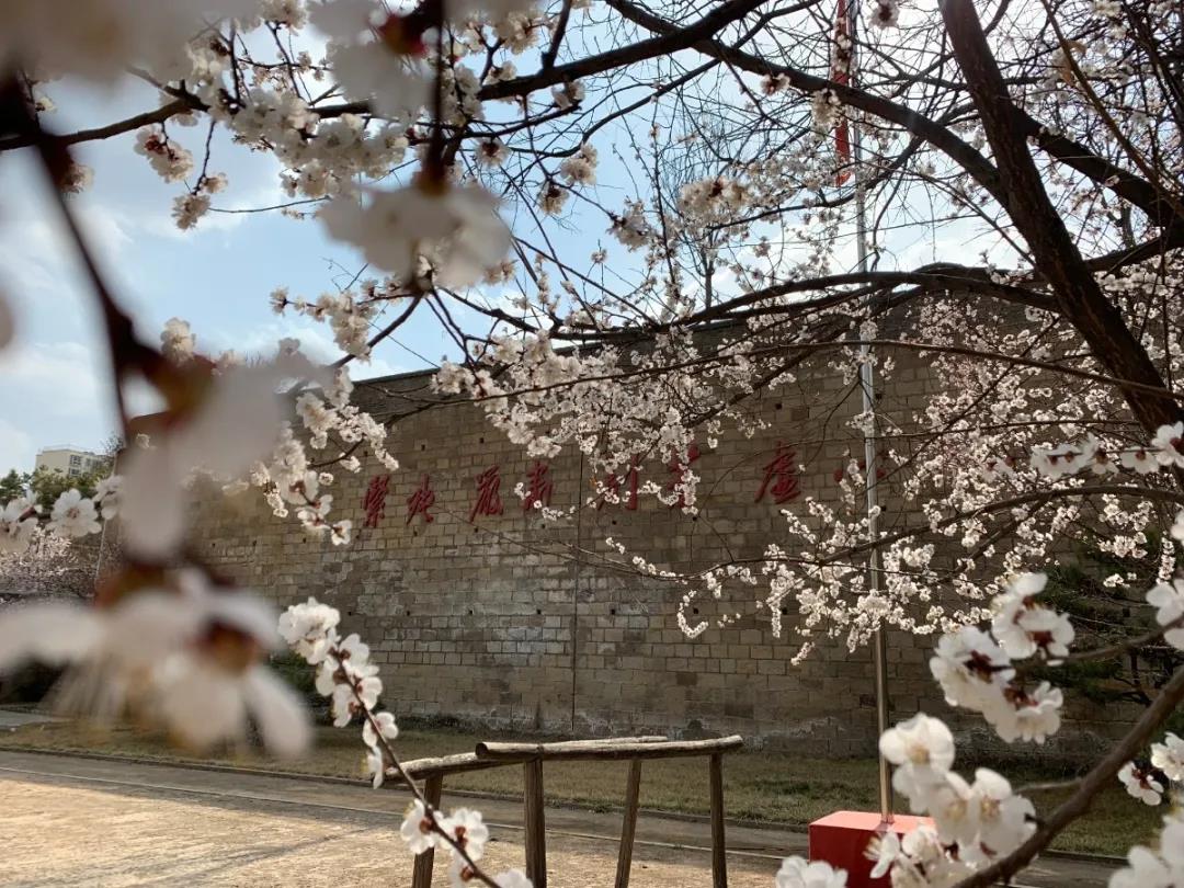 三月最美是鲁艺 春暖花开 等你而来